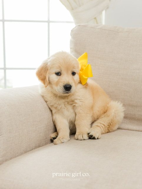 The Joy of Goldens--Golden Retriever puppy--one of the girls